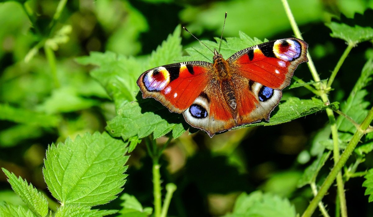 Autumn Jobs for a Healthy Lawn and Borders
