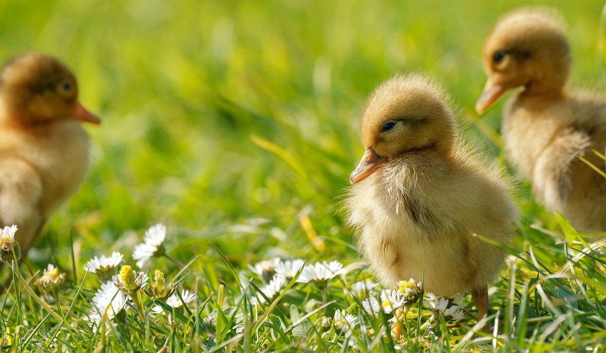 Preparing Your Garden for Spring Bulbs and Blooms